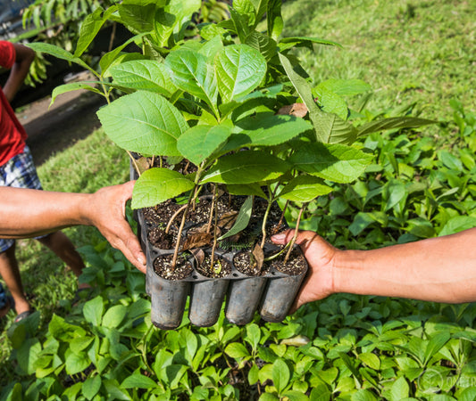 We're Planting Trees