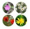 Artist's Meadow Seedball Tin - ShopGreenToday