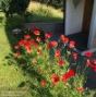 Artist's Meadow Seedball Tin - ShopGreenToday