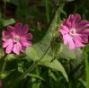 Artist's Meadow Seedball Tin - ShopGreenToday