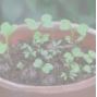 Butterfly Mix Seedball Tin - ShopGreenToday
