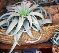 'Queen' of Air Plant - Tillandsia Xerographica - Large - ShopGreenToday