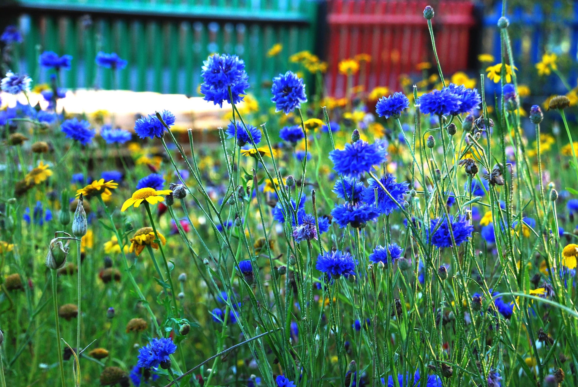 Urban Meadow Seedball Tin - ShopGreenToday