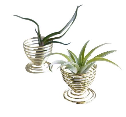 Golden Tabletop Air Plant Holder - ShopGreenToday
