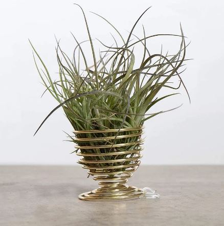 Golden Tabletop Air Plant Holder - ShopGreenToday