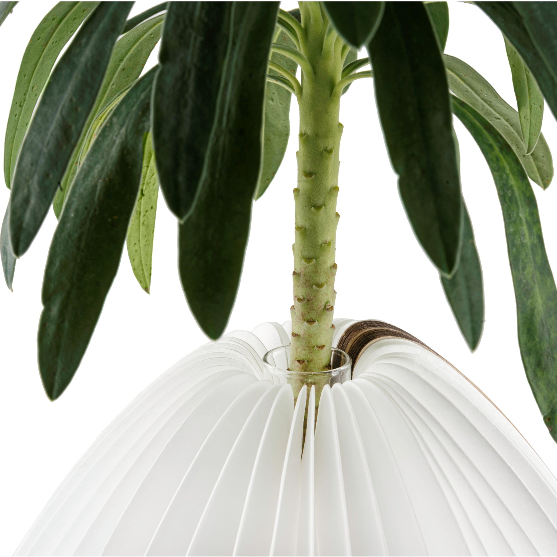 Gingko Smart Vase Light - NEW 2021 - ShopGreenToday