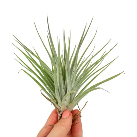 Tillandsia Kammii - ShopGreenToday