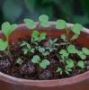 Bee Mix Seedball Tin - ShopGreenToday