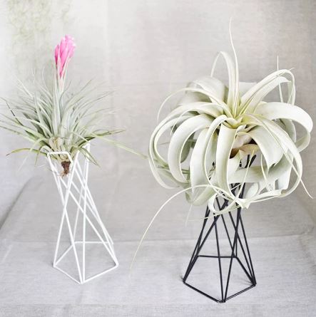 Tall Nordic Style Geometric Air Plant Holder - ShopGreenToday