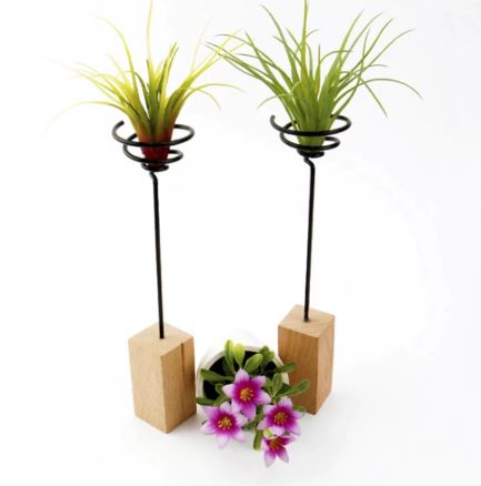 Air Plant Display Stand with Wooden Base - ShopGreenToday