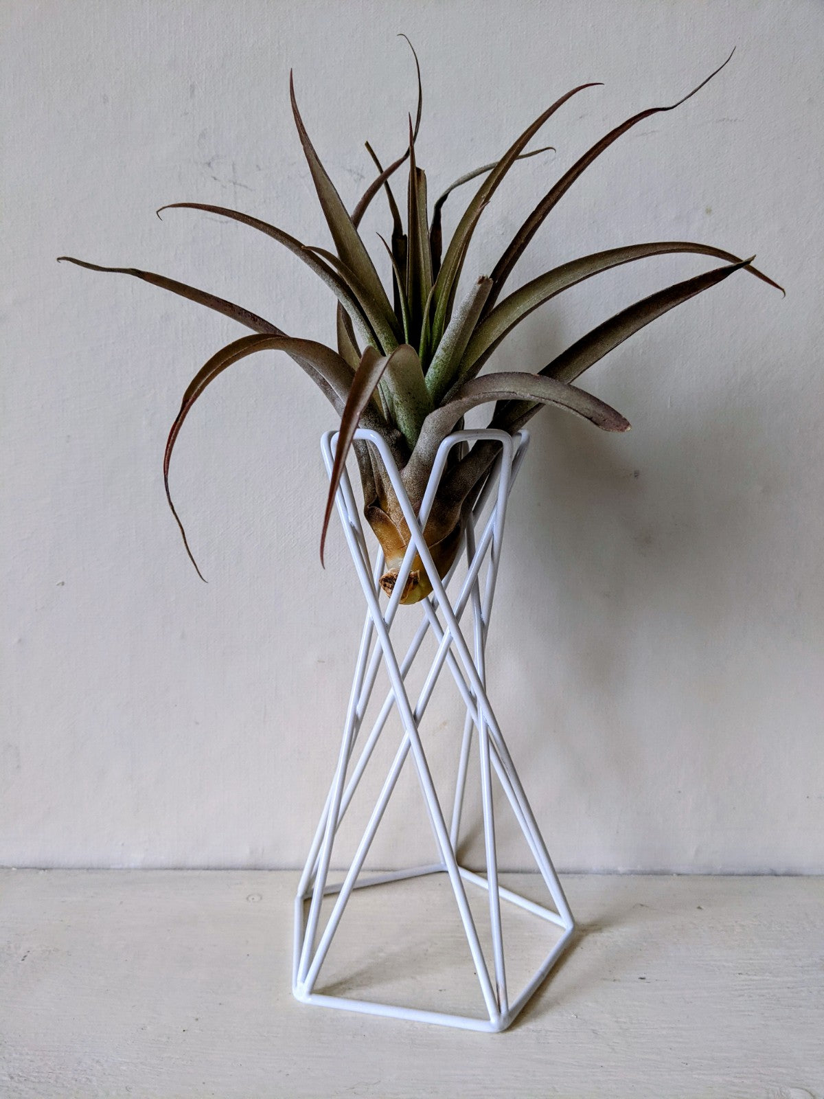 Air Plant - Tillandsia Capitata Peach Red - Large - ShopGreenToday