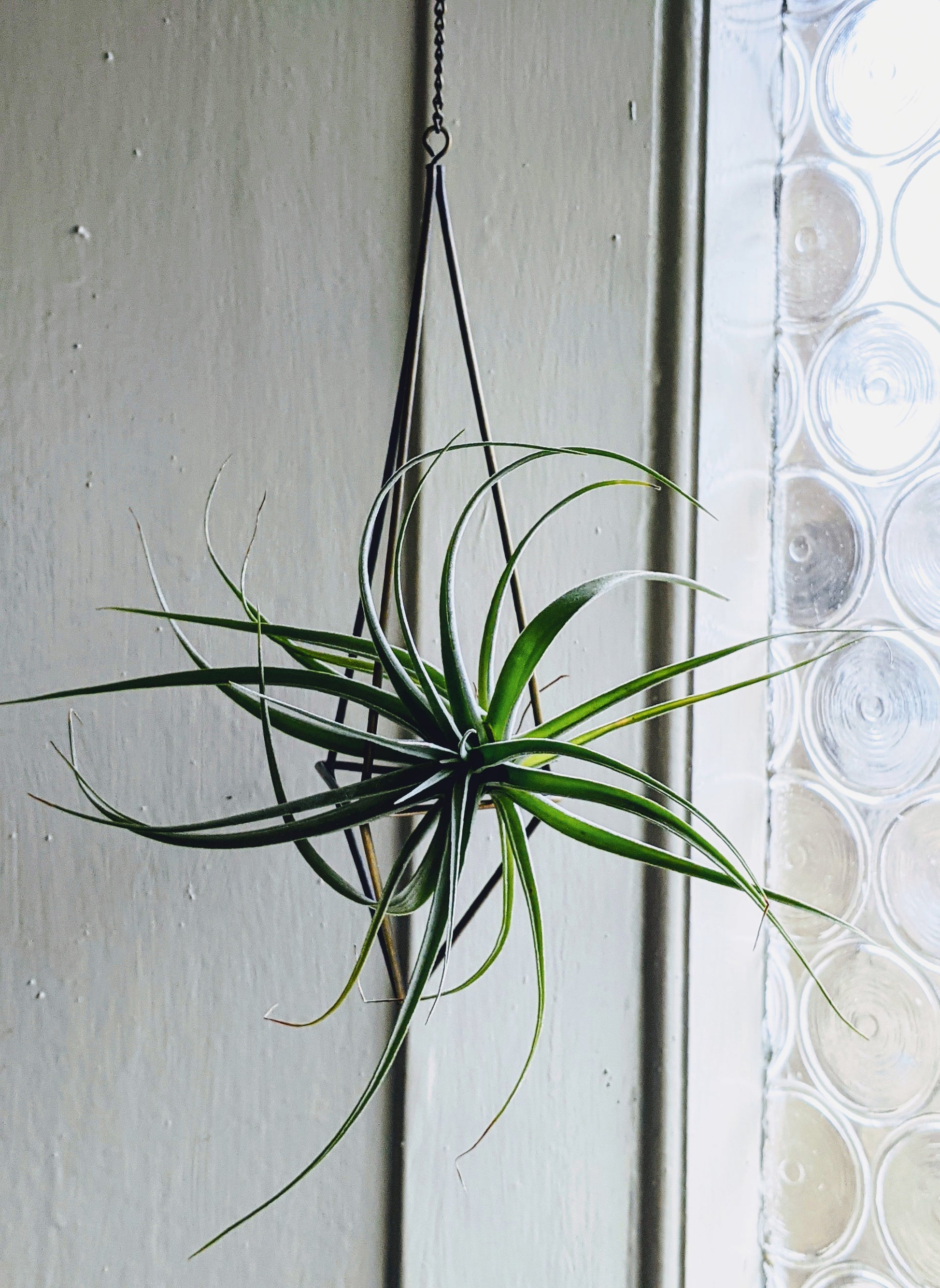 Air Plant - Tillandsia Pohliana - NEW - ShopGreenToday