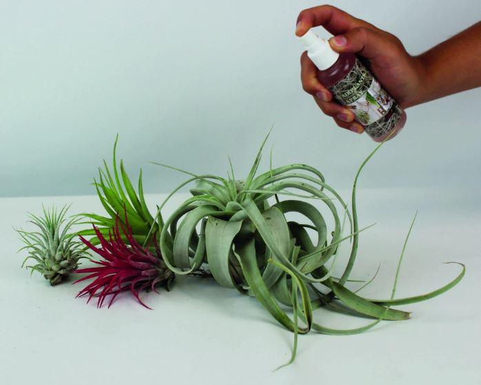 Tillandsia Air Plant Care Spray Small - ShopGreenToday