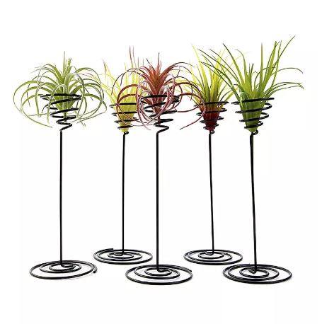 Air Plant Stand - Tall, Black - ShopGreenToday