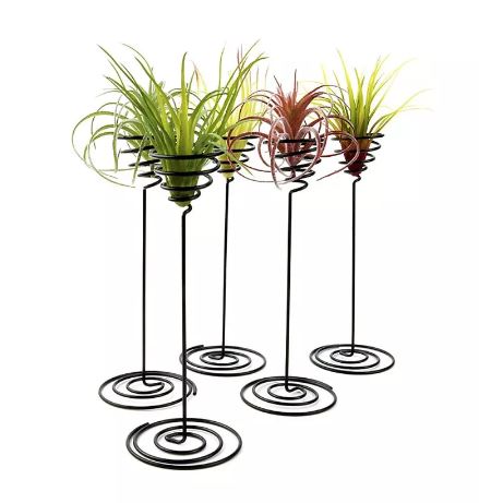 Air Plant Stand - Tall, Black - ShopGreenToday