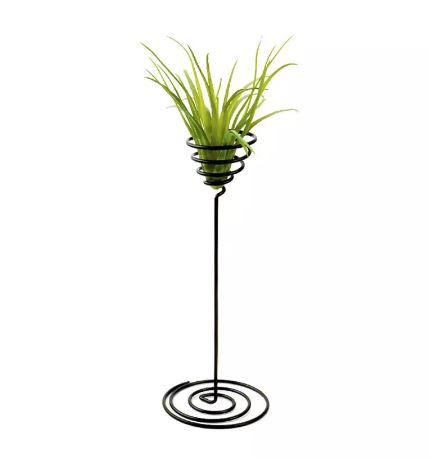 Air Plant Stand - Tall, Black - ShopGreenToday