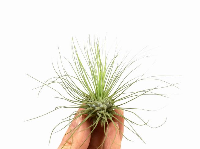 Tillandsia Argentea - ShopGreenToday