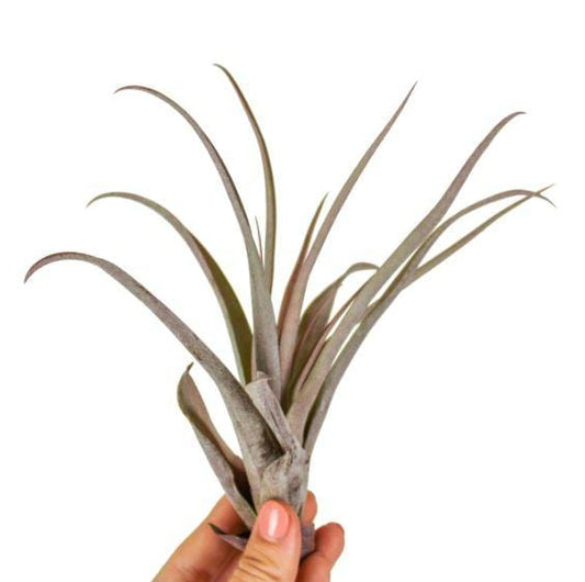 Air Plant - Tillandsia Capitata Peach Red - Large - ShopGreenToday