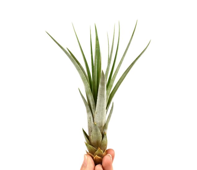 Tillandsia Fasciculata - ShopGreenToday