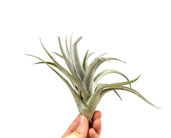 Tillandsia Harrisii - ShopGreenToday