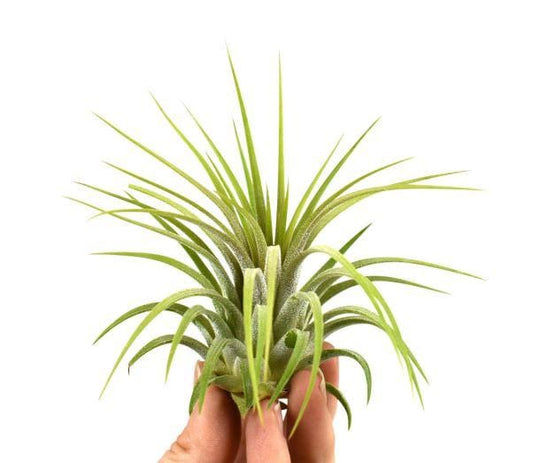 Air Plant - Tillandsia Ionantha Rubra - Extra Large - ShopGreenToday