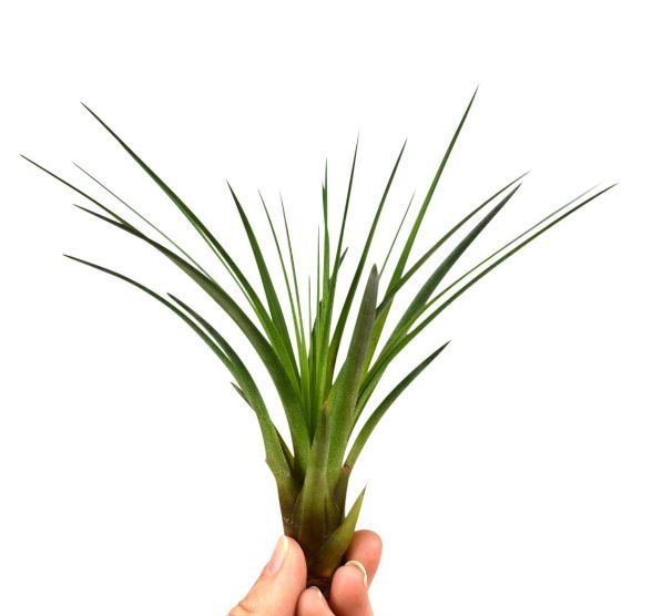 Tillandsia Melanocrater - Green - ShopGreenToday