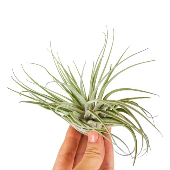 Tillandsia Oaxacana - ShopGreenToday
