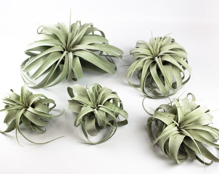 'Queen' of Air Plant - Tillandsia Xerographica - Large - ShopGreenToday