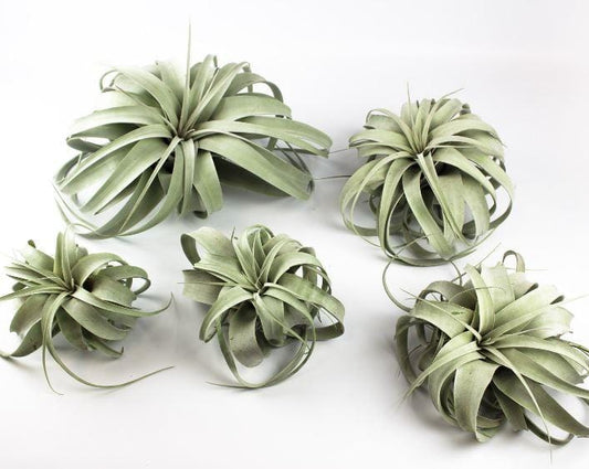 'Queen' of Air Plant - Tillandsia Xerographica - Large - ShopGreenToday