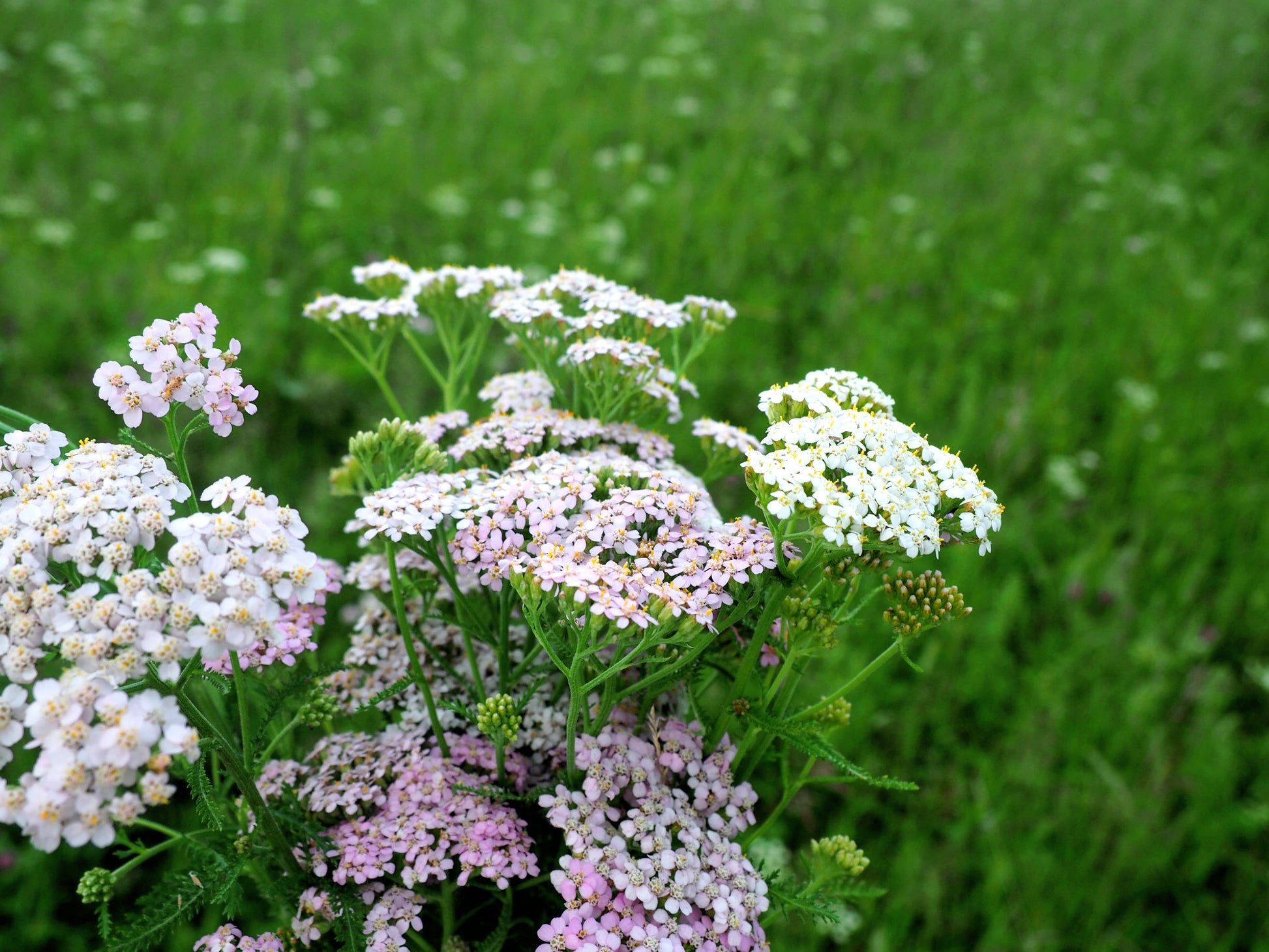 Urban Meadow Seedball Tin - ShopGreenToday