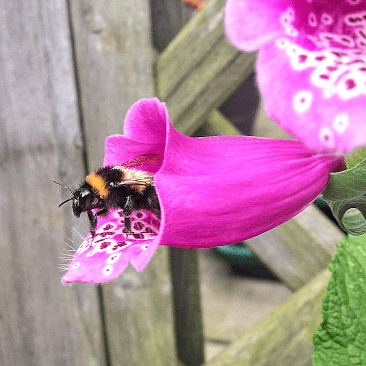 Bee Mix Seedball Tin - ShopGreenToday