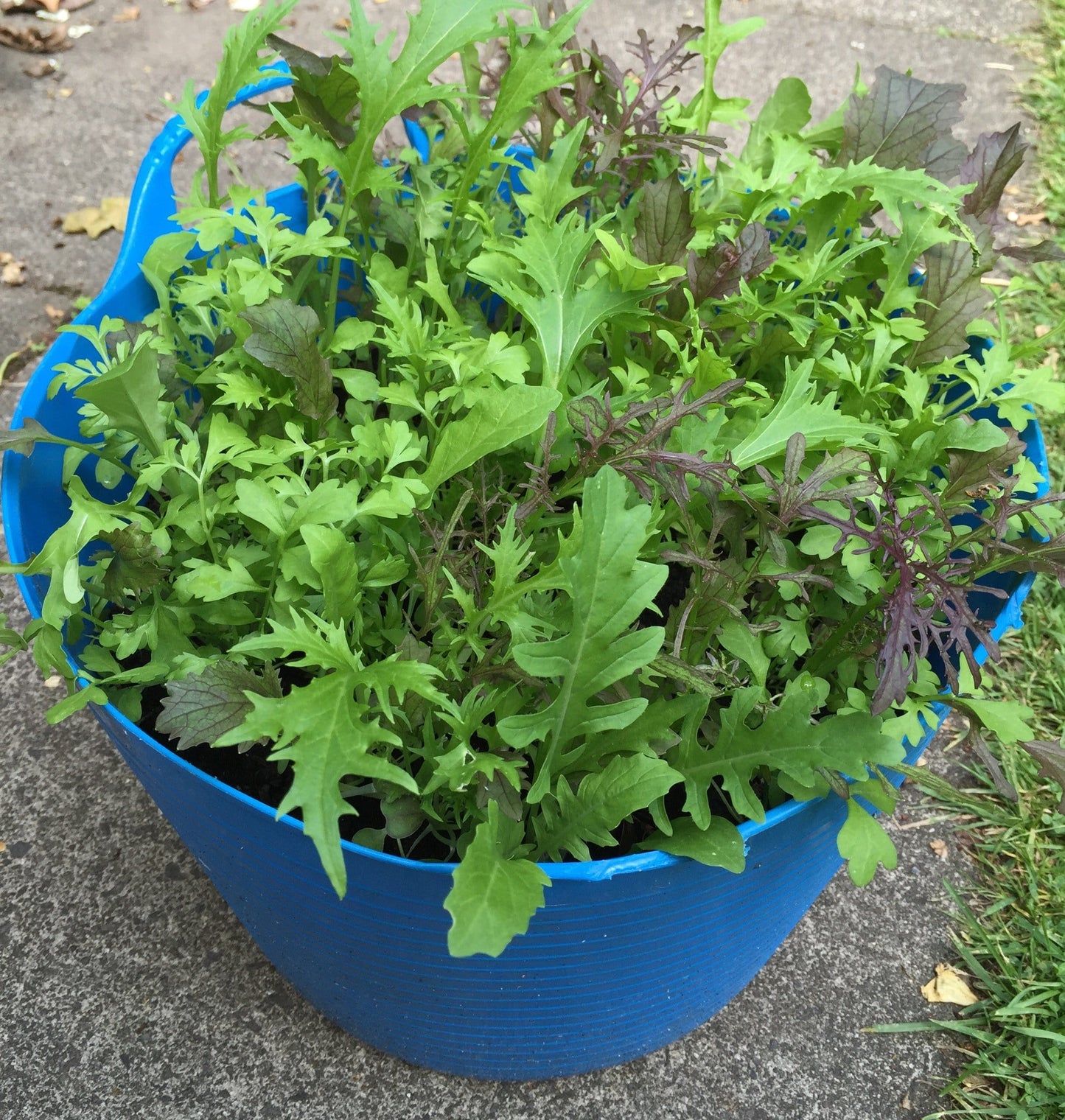 Salad Mix Seedball Tin - ShopGreenToday