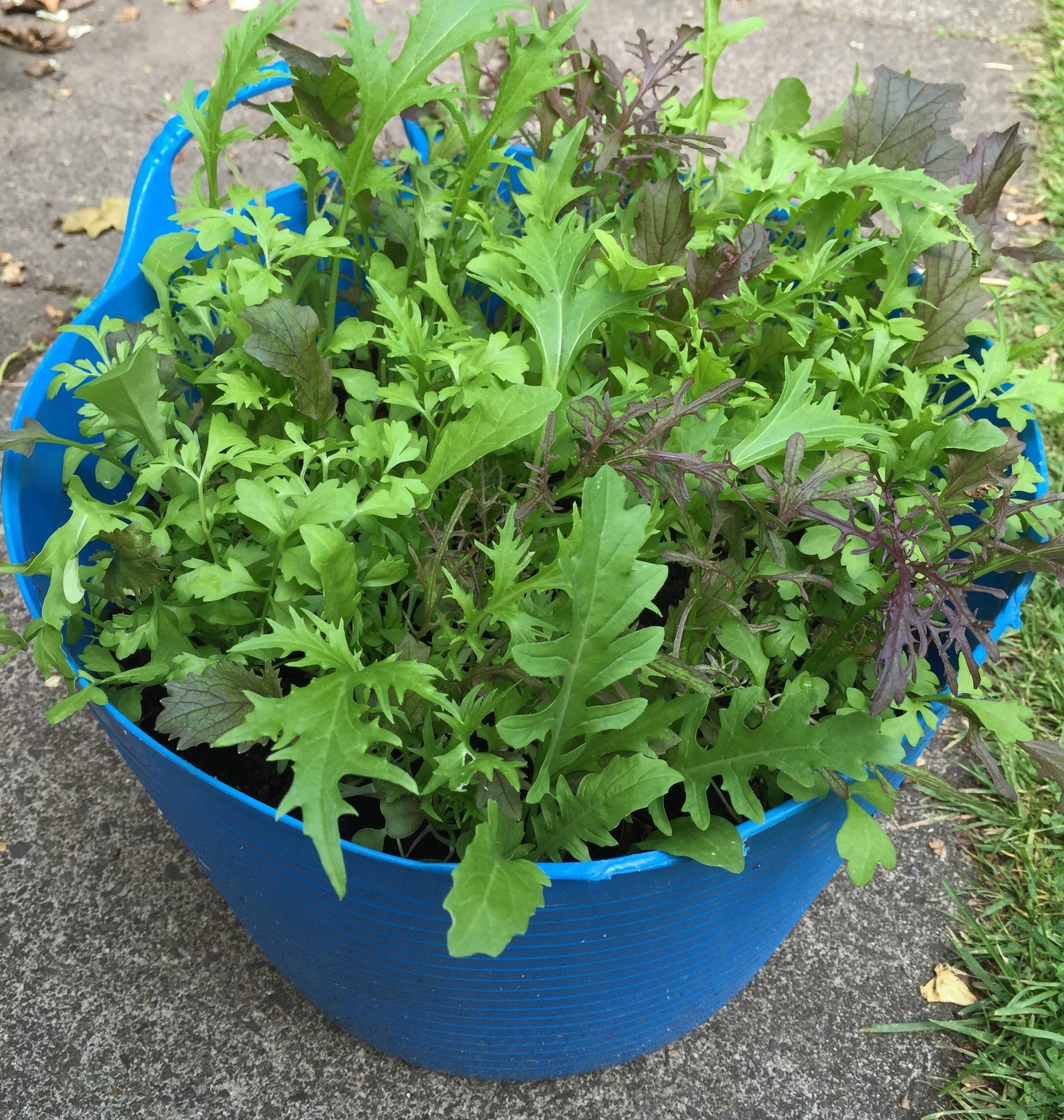 Salad Mix Seedball Tin - ShopGreenToday