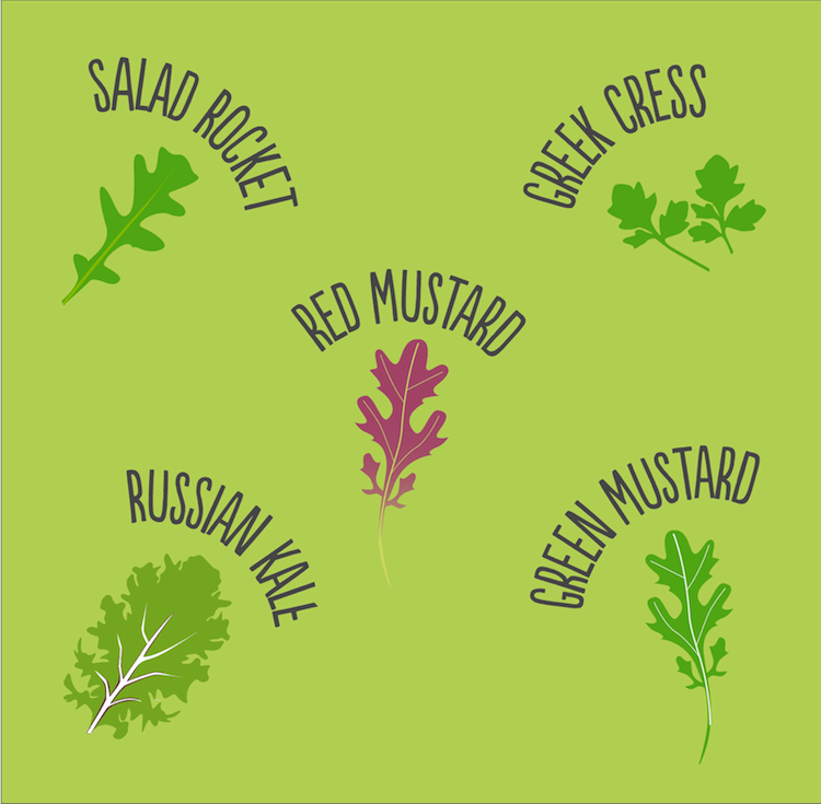 Salad Mix Seedball Tin - ShopGreenToday