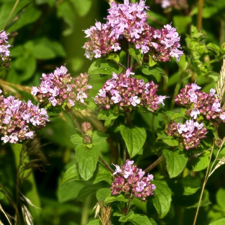 Bee Mix Seedball Tin - ShopGreenToday