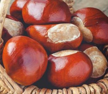 Eco-Friendly Laundry Detergent Using Conkers