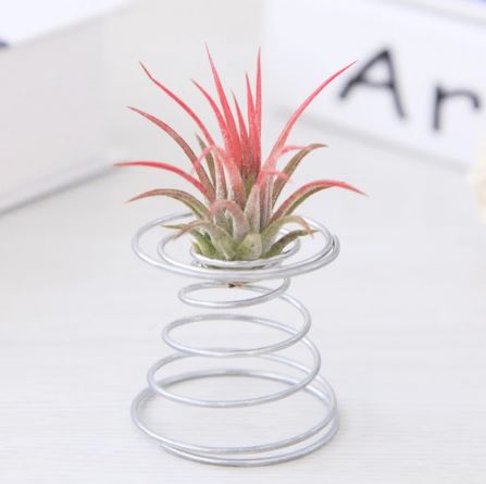 Air Plant Vase - Silver - ShopGreenToday