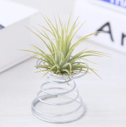 Air Plant Vase - Silver - ShopGreenToday