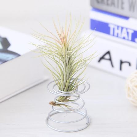 Air Plant Vase - Silver - ShopGreenToday