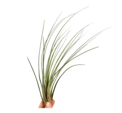 Tillandsia - Juncea - ShopGreenToday