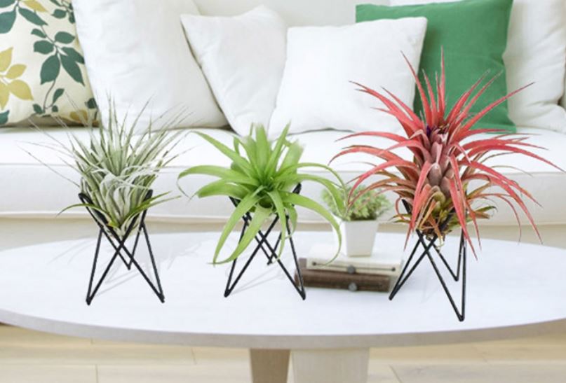 Small Nordic Style Geometric Air Plant Holder - ShopGreenToday