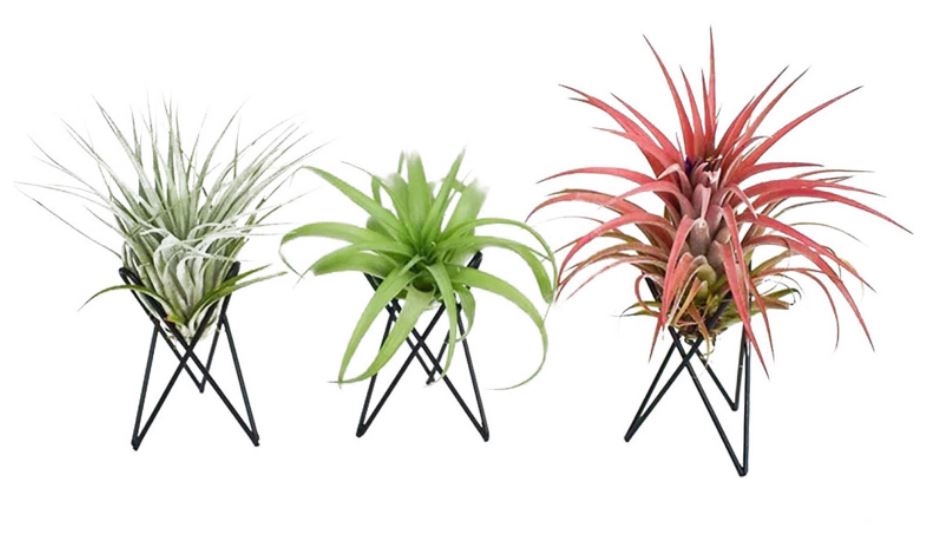 Small Nordic Style Geometric Air Plant Holder - ShopGreenToday
