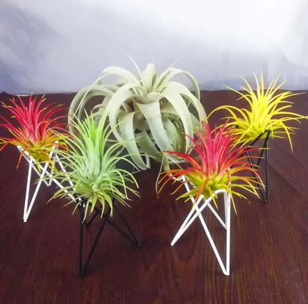 Small Nordic Style Geometric Air Plant Holder - ShopGreenToday