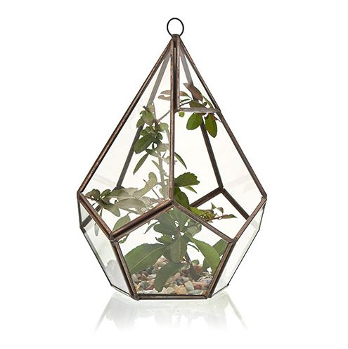 Brass & Glass Terrarium Collection - ShopGreenToday