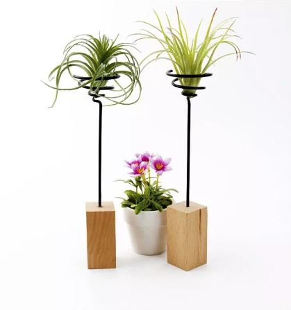 Air Plant Display Stand with Wooden Base - ShopGreenToday