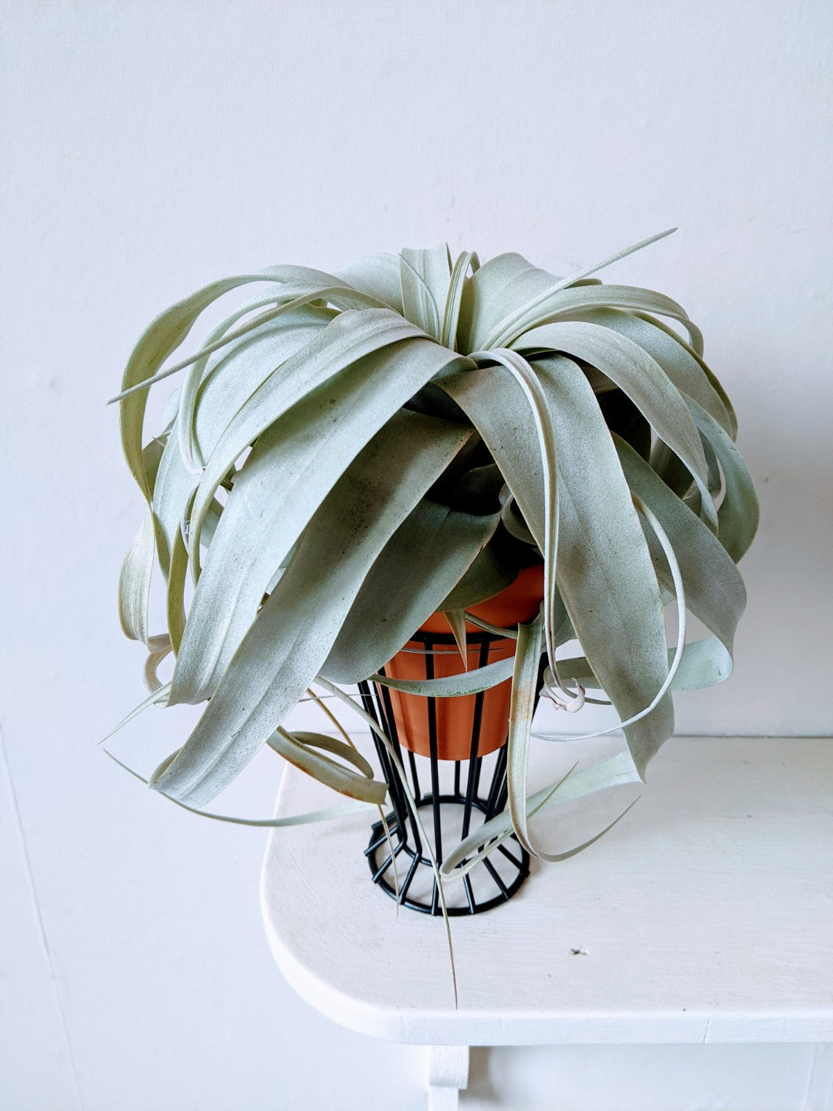 'Queen' of Air Plant - Tillandsia Xerographica - Large - ShopGreenToday