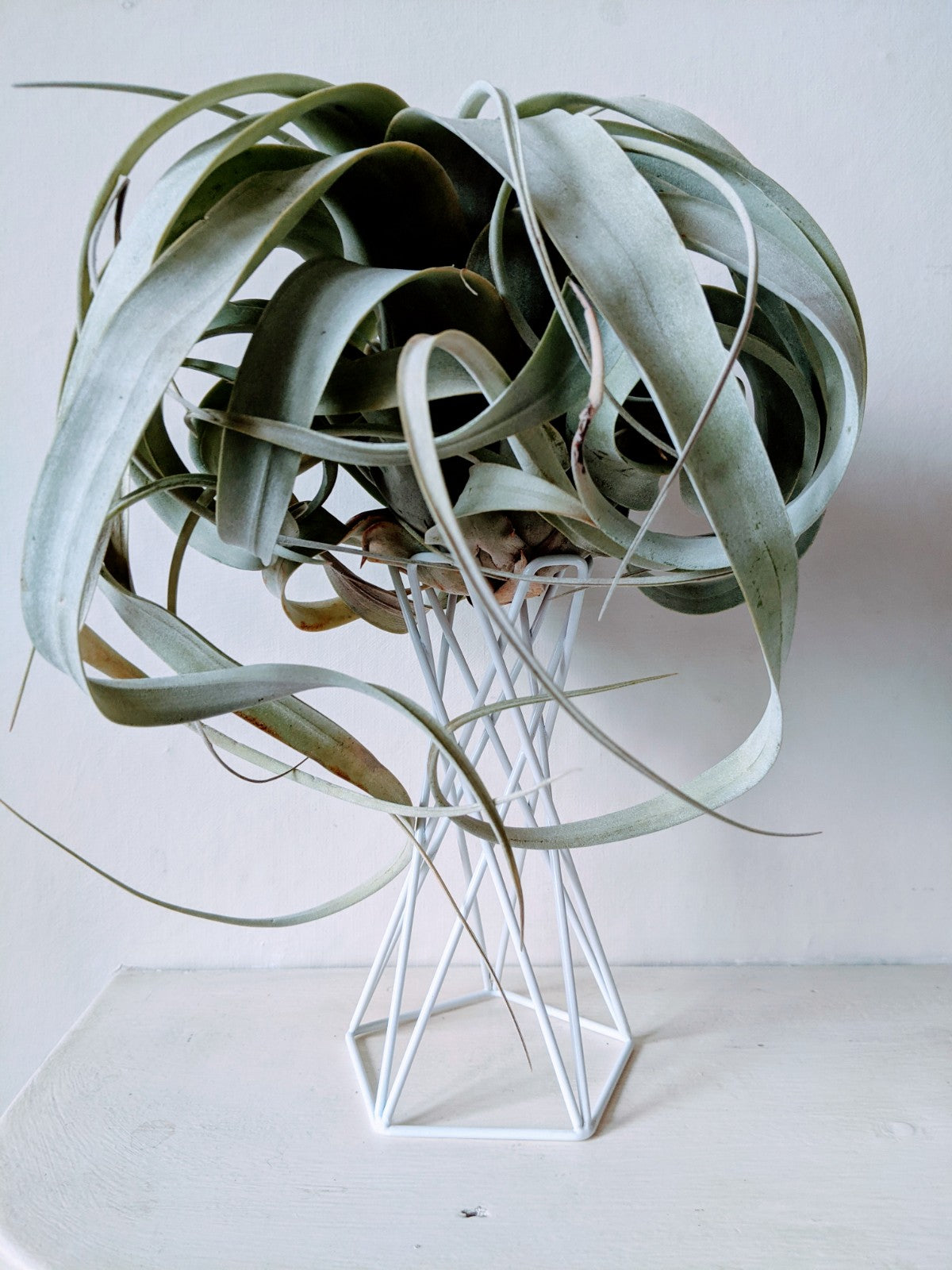 'Queen' of Air Plant - Tillandsia Xerographica - Large - ShopGreenToday