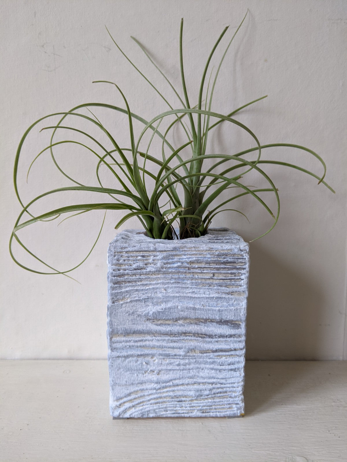 Air Plant - Tillandsia Balbisiana - ShopGreenToday