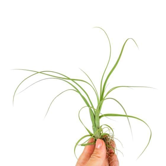 Air Plant - Tillandsia Balbisiana - ShopGreenToday