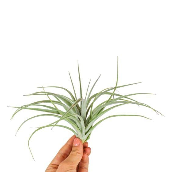 Air Plant - Tillandsia Pohliana - NEW - ShopGreenToday